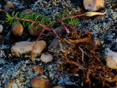 Oxalis massoniana