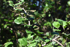 Dovyalis rotundifolia
