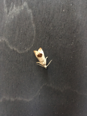 Notocelia uddmanniana