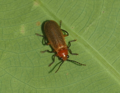 Macrosilis