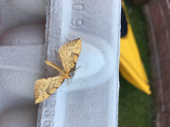 Gandaritis pyraliata