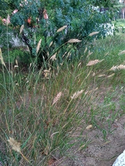 Agropyron cristatum