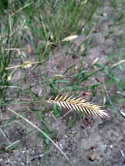 Agropyron cristatum