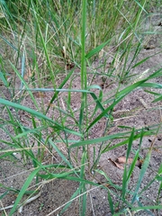 Agropyron cristatum