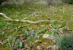 Eriospermum glaciale