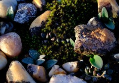 Anacampseros comptonii