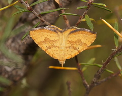 Chrysolarentia correlata