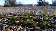 Anacampseros comptonii