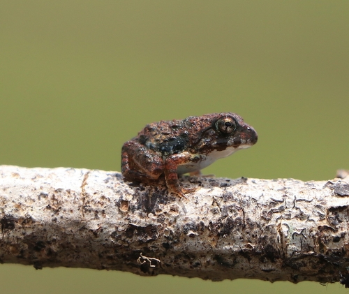 Malabar Wart Frog, Minervarya rufescens