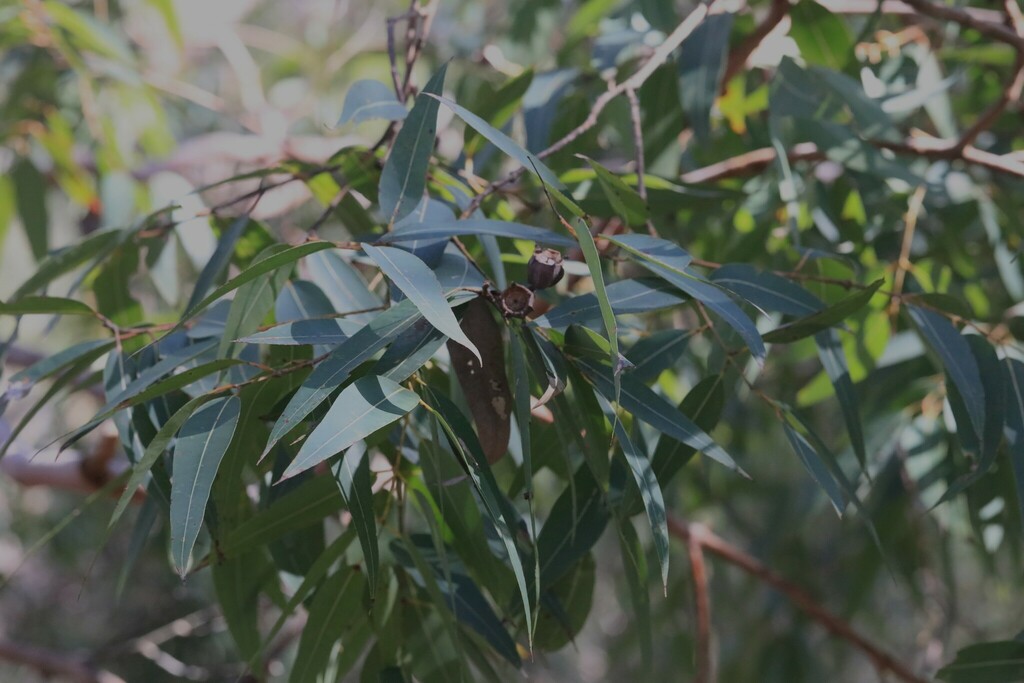Smooth-barked apple from Central Coast NSW, Australia on October 31 ...