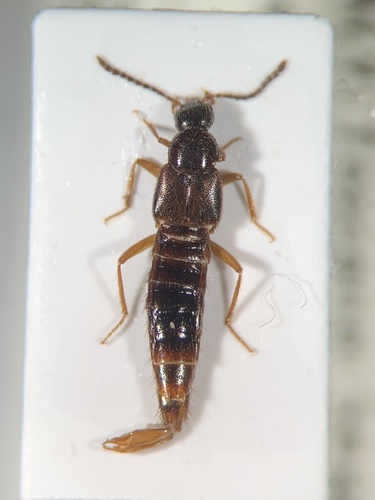 Ocalea rivularis