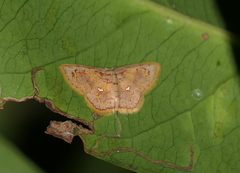 Chrysocraspeda olearia