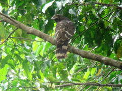 Henicopernis infuscatus