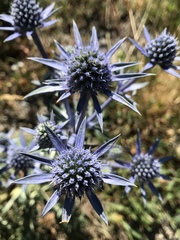 Eryngium bourgatii