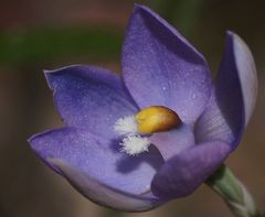Thelymitra alpina