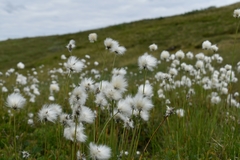 Eriophorum scheuchzeri
