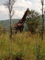 Giraffa camelopardalis rothschildi