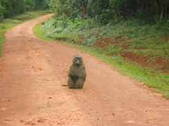 Giraffa camelopardalis rothschildi