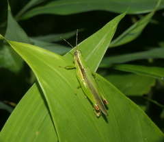 Gesonula punctifrons