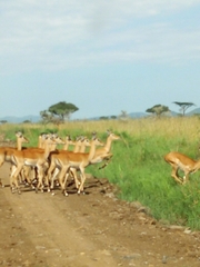 Giraffa camelopardalis rothschildi