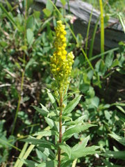 Solidago lepida salebrosa