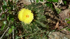 Parodia erinaceus