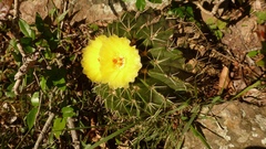 Parodia erinaceus