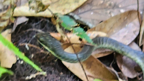Common Tree Snake sighting