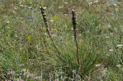 Asphodeline taurica