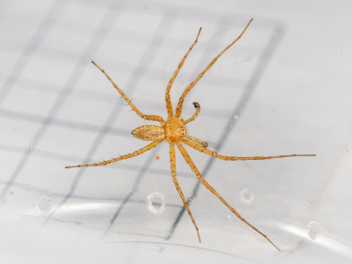 Turf Running Spider