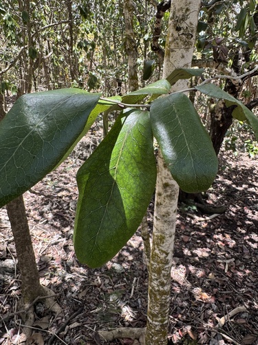 Diospyros egrettarum