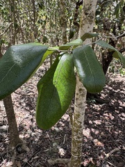 Diospyros egrettarum, photograph (c) Mike Musgrave, some rights reserved (CC BY)