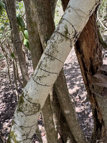 Diospyros egrettarum, photograph 2