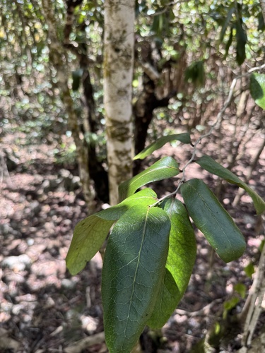 Diospyros egrettarum, photograph 3