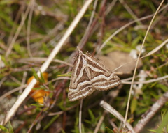 Dichromodes confluaria
