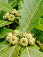 Quercus crispula