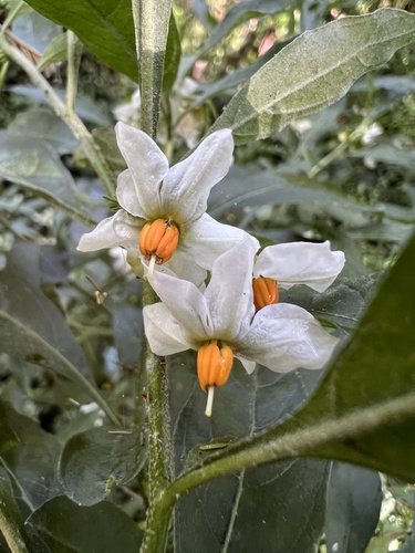 Solanum pseudocapsicum