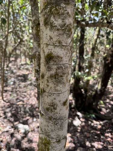 Diospyros egrettarum, photograph 4