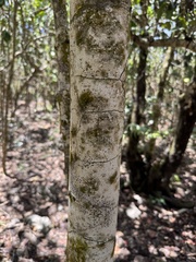 Diospyros egrettarum, photograph (c) Mike Musgrave, some rights reserved (CC BY)