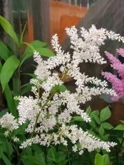 Astilbe