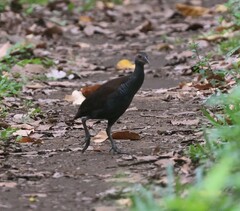 Roviana Rail photo 1