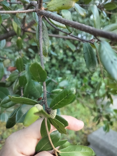 Image of Quercus phillyreoides by no rights reserved