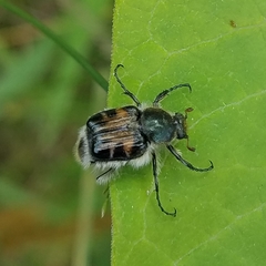 Trichiotinus affinis