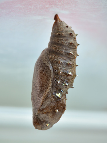 Juodakis Perlinukas nuotrauka