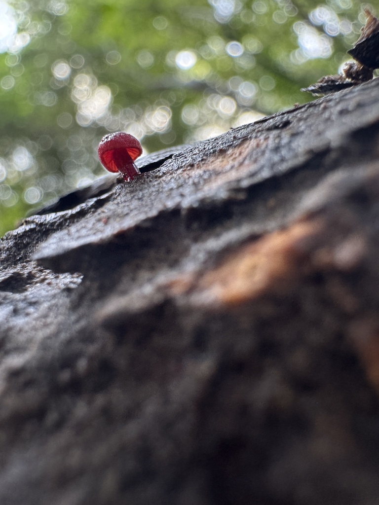Ruby Bonnot ruby bonnet from Wyong River, Yarramalong, NSW, AU on November 13, 2024 ...