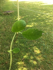 Lysimachia nummularia