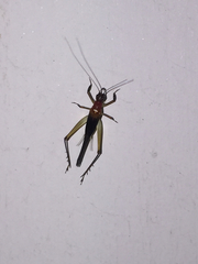 Homoeoxipha lycoides