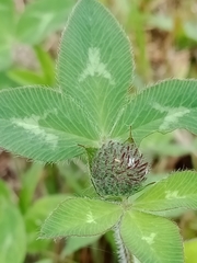 Trifolium pratense