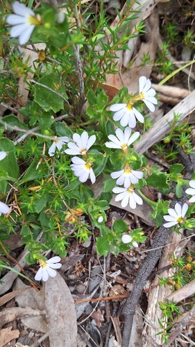 Image of White Fanflower (Scaevola albida) by no rights reserved
