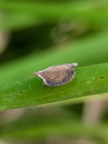 Lophops saccharicida, 2024-11-13